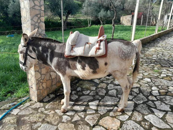 Quinta Ribeiro Tanquinhos Konuk evi Tancos Dış mekan fotoğraf