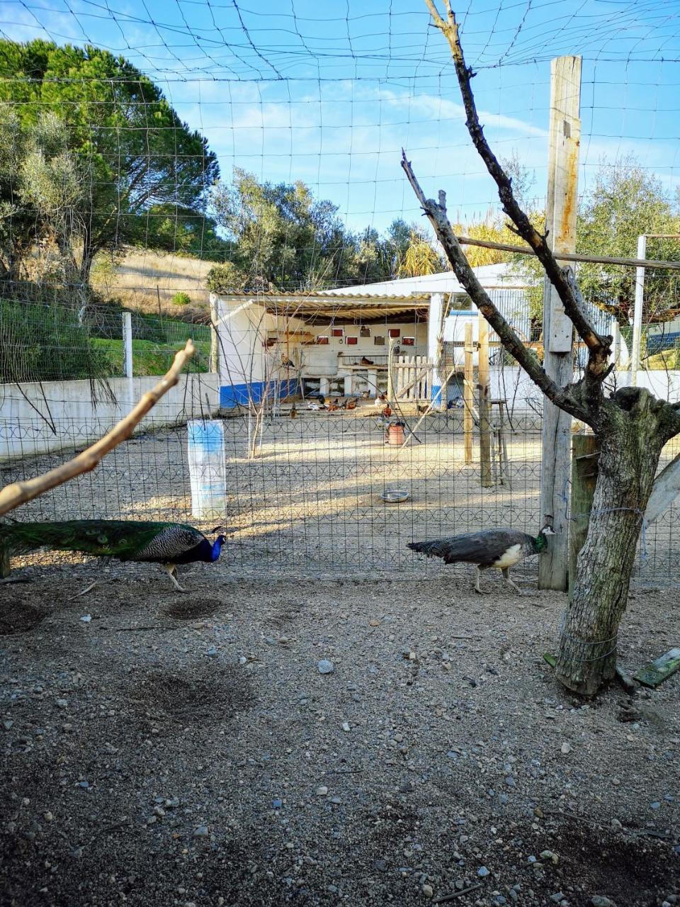 Quinta Ribeiro Tanquinhos Konuk evi Tancos Dış mekan fotoğraf